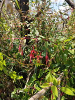 Fuschia